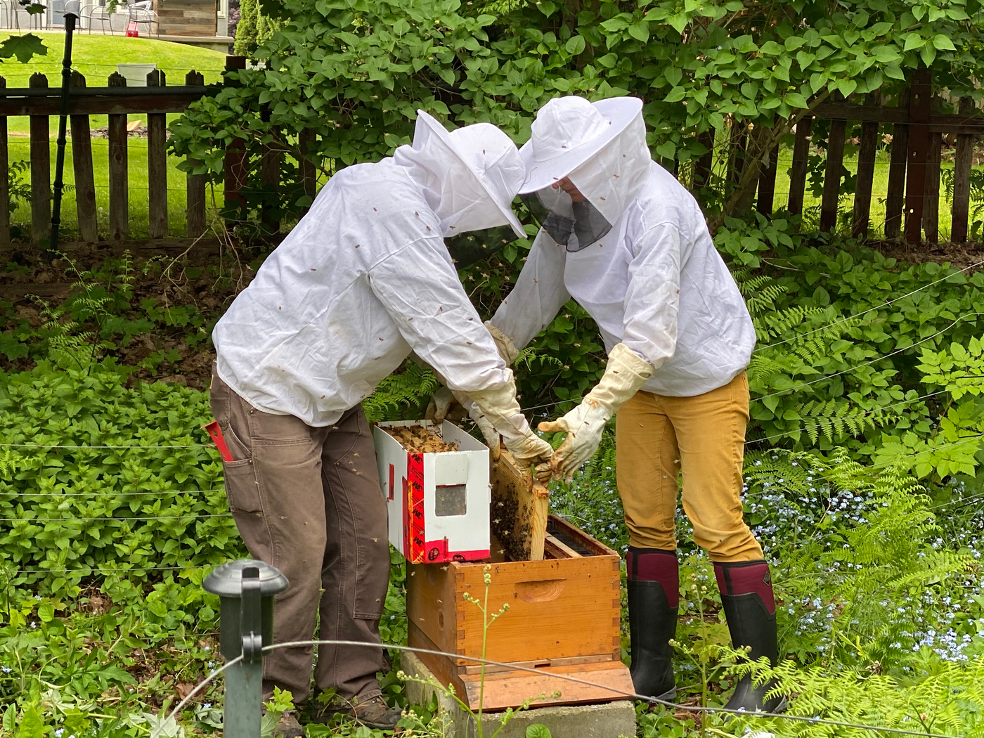 Beekeeping Mentorship Revelstoke