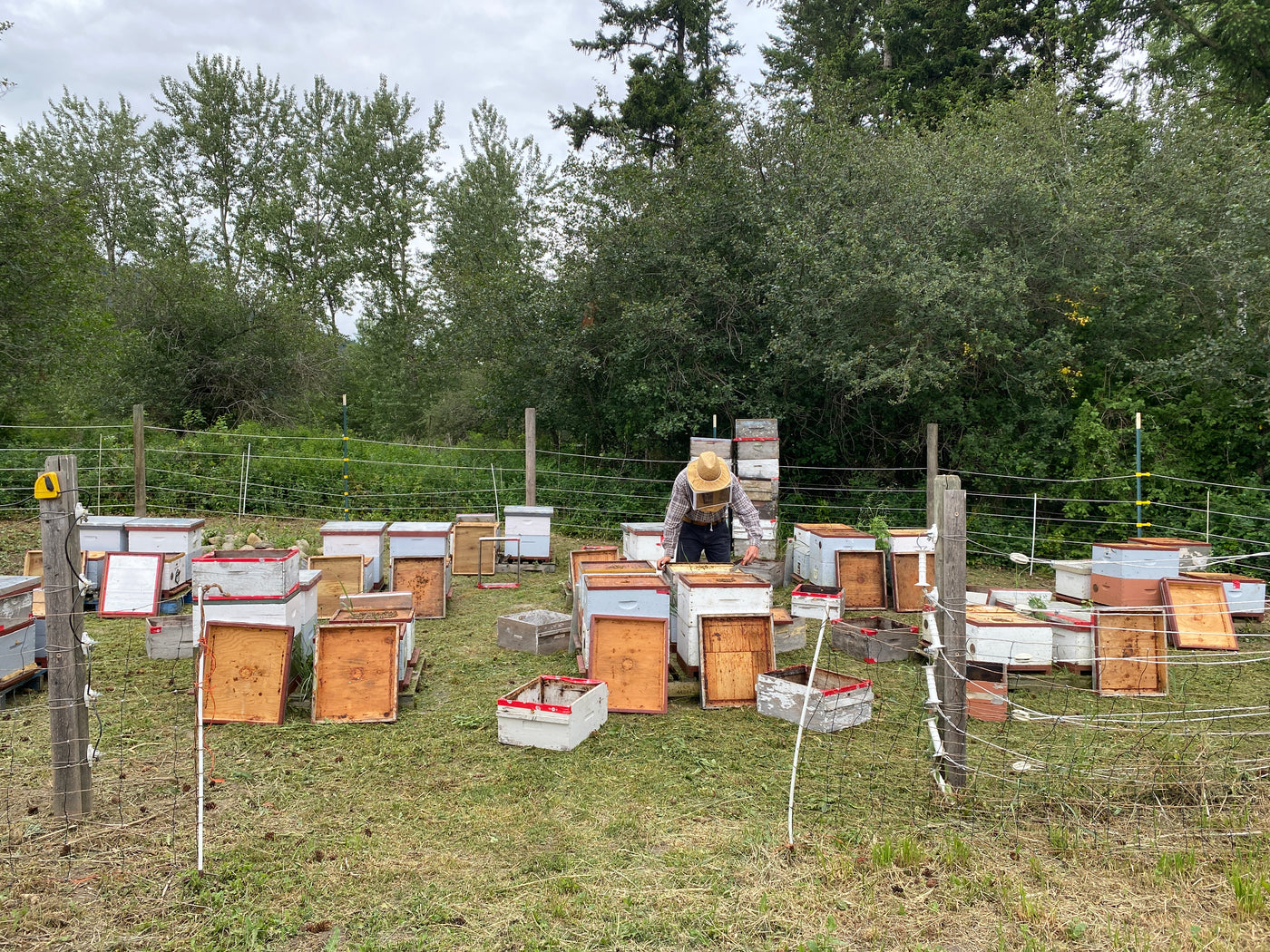 Beekeeping near me