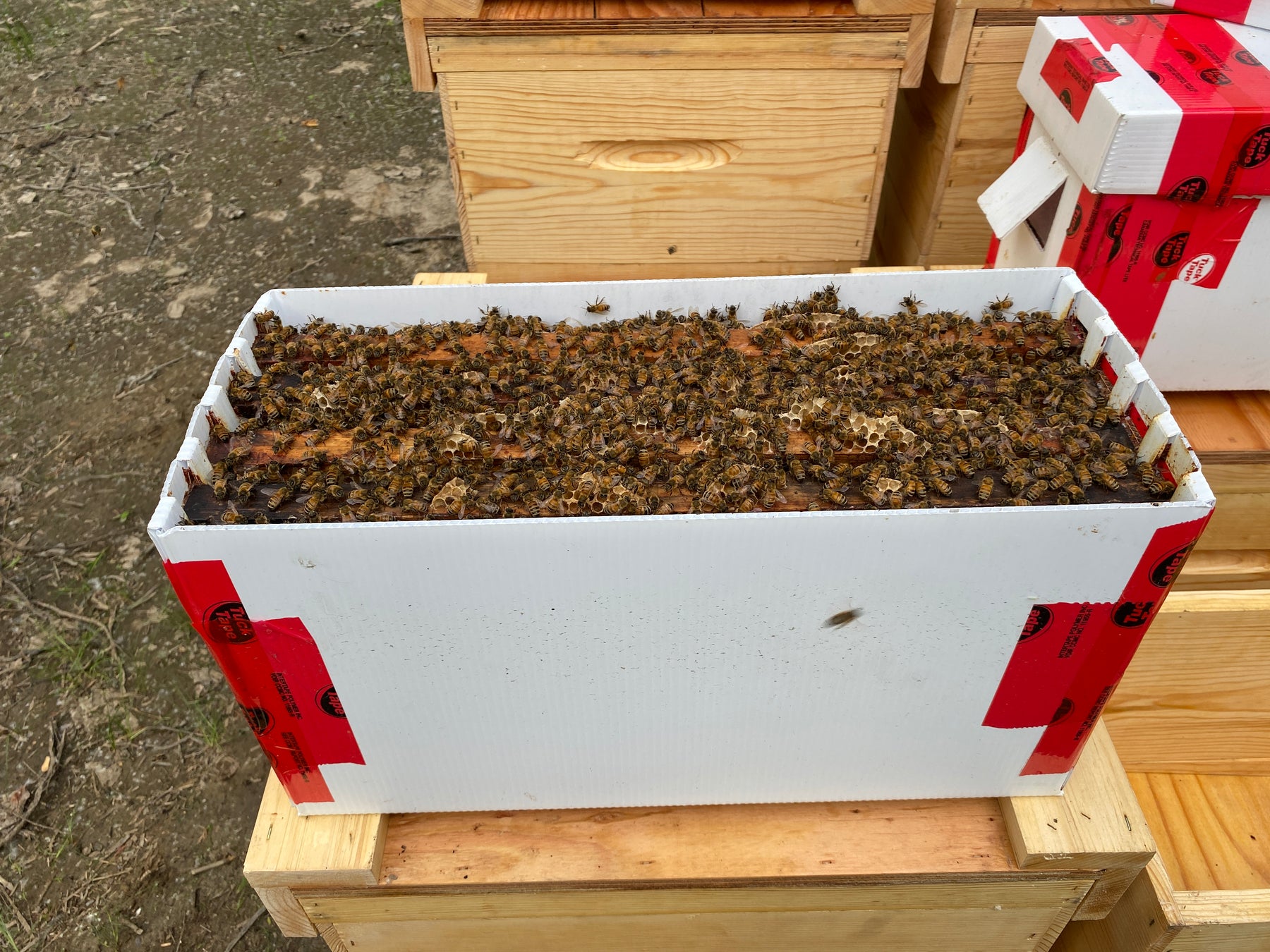 Hive Nucleus products BC Bees Near Me