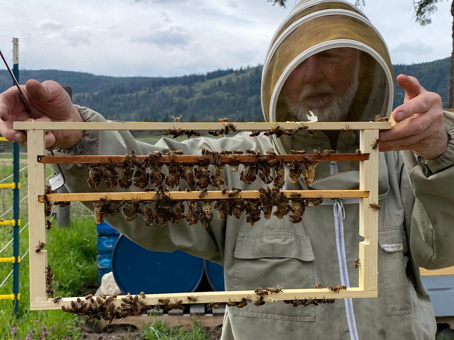 Honey Bee Queen Cells
