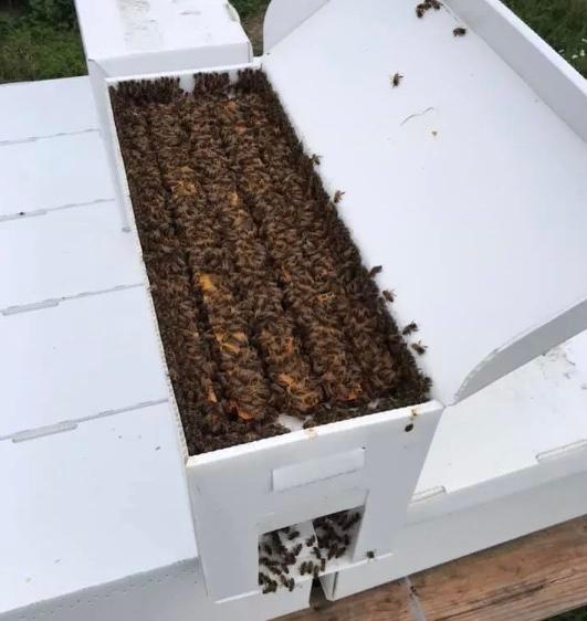 Nucleus Colony (5 Frame) 2022 - BeeKind Honey Bees Shop