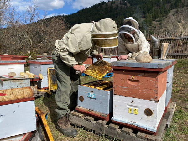 The Resurgence of Small Scale Beekeeping