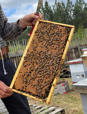 Honey Bees - BeeKind Honey Bees Inc.