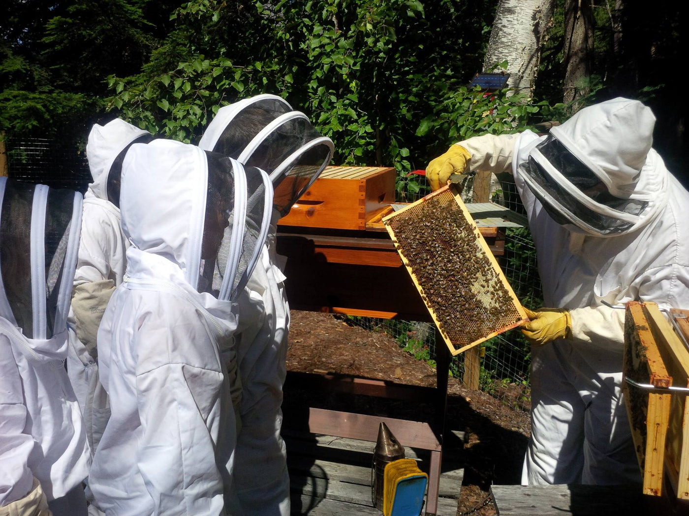 Beekeeping Courses near me