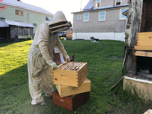 Beekeeping in Revelstoke