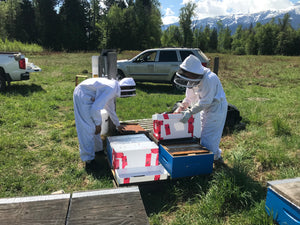 Beginner Beekeeping Course students in the bee yard installing a nucleus colony into the a beehive