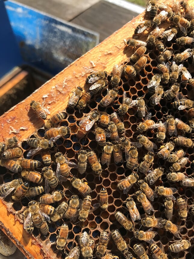 Queen Honey Bee on a frame with worker bees