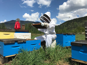 Beginner Beekeeping Course student in the bee yard inspecting honey bee hive frames of bees