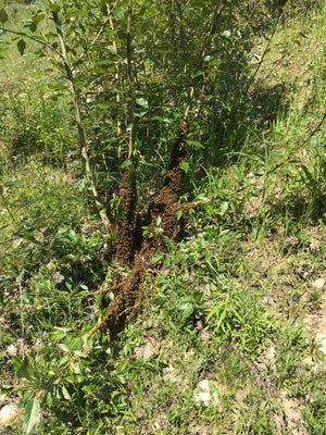 Honey Bee Hive Relocation