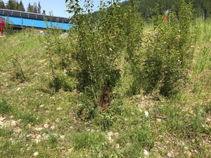 Honey Bee Swarm Catching