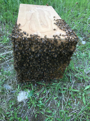 Honey Bee Hive Relocation