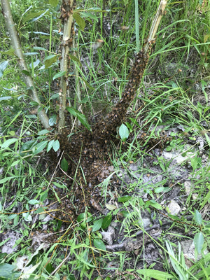 Honey Bee Hive Removal