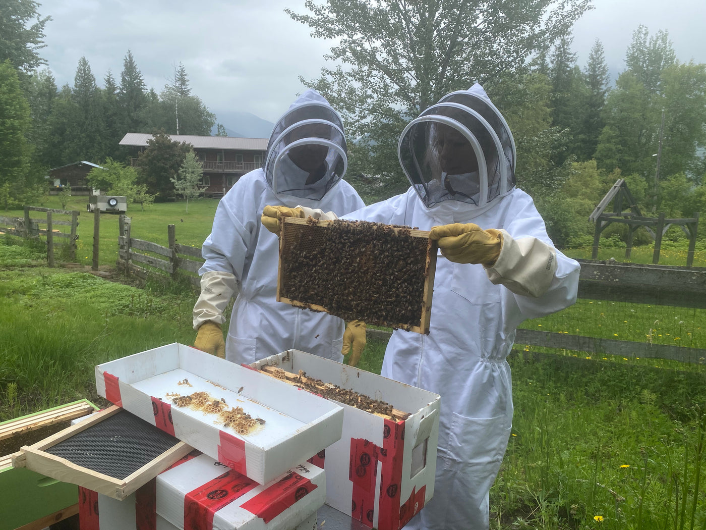Beekeeping Learning
