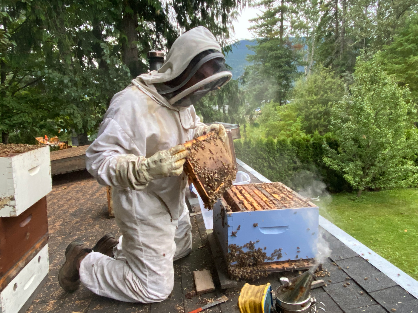 Learn about beekeeping