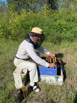 John Gates working with a crossways mating nucs in Armstrong BC Canada