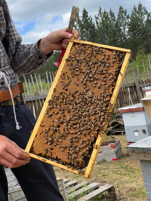 Beekeeping for Beginners