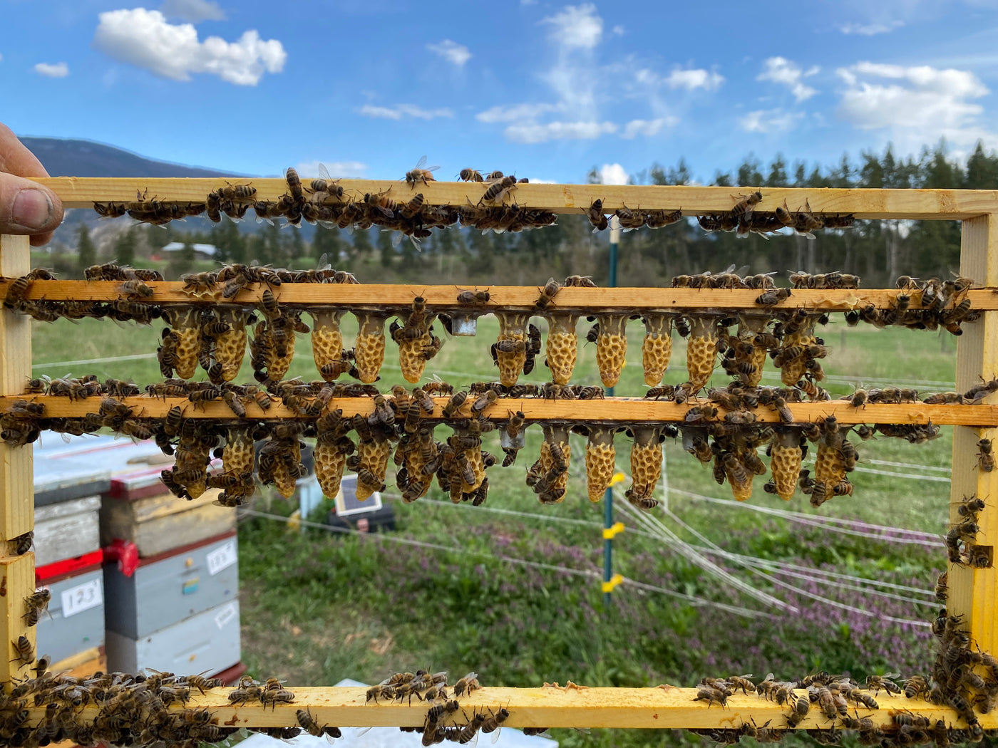 Where to buy Queen Bees