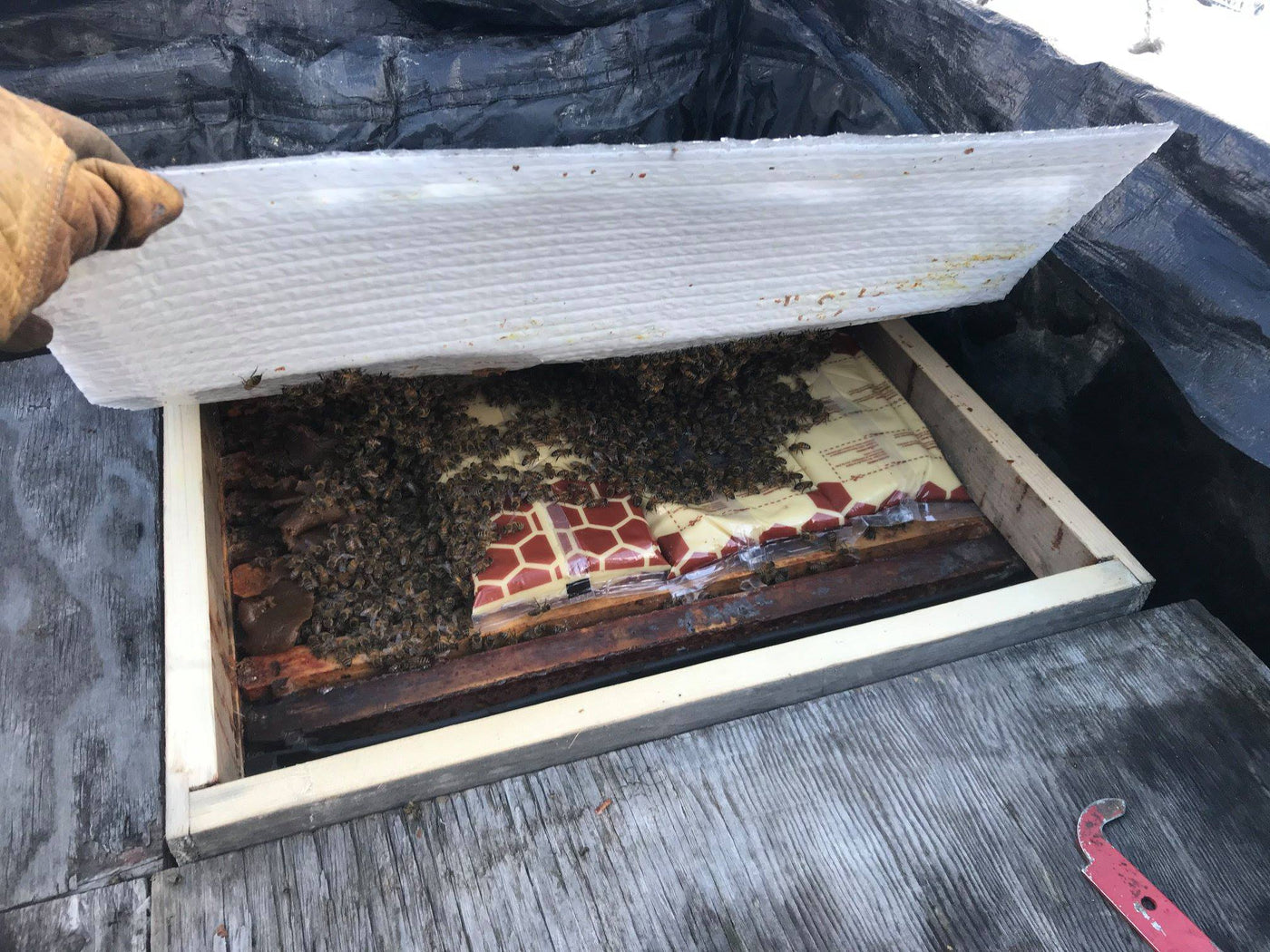 Apipasta for bees