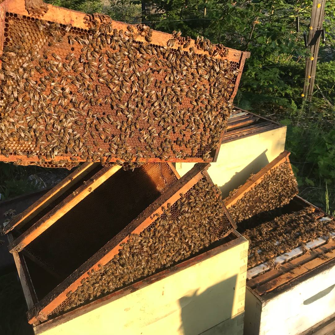 Full honey bees frames of capped brood