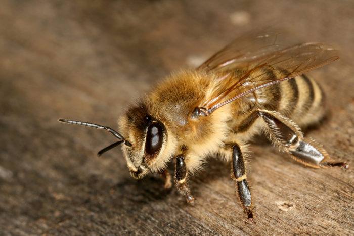 Honey Bees
