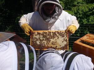 Beekeeping Courses