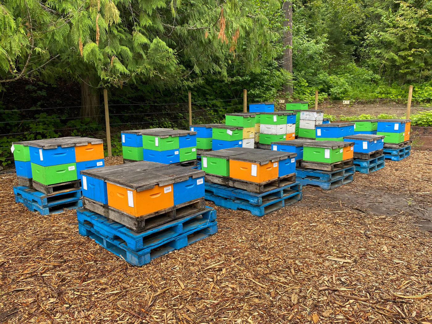 BC Apiary (Bee Hives)