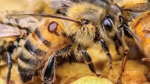 Honey bee with a varroa mite on its back