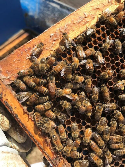Queens - Mated - BeeKind Honey Bees Shop