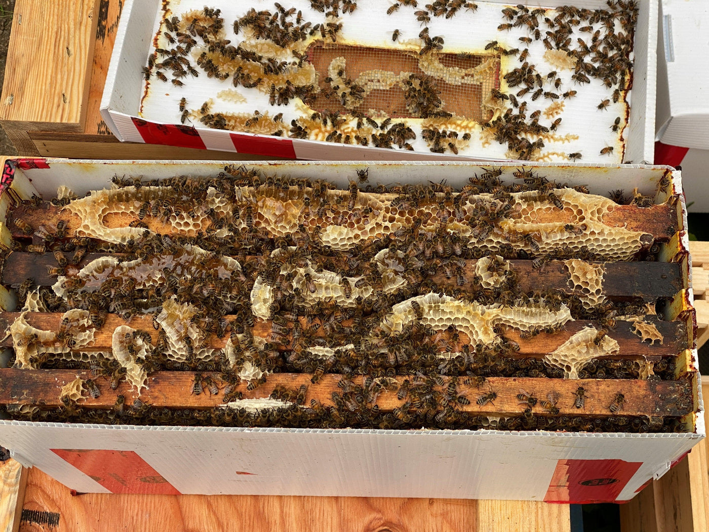 Nucleus Colony (4 Frame) 2022 - BeeKind Honey Bees Shop