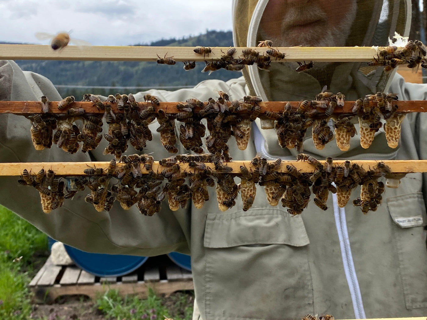 Queens ~ Mated - BeeKind Honey Bees Inc.