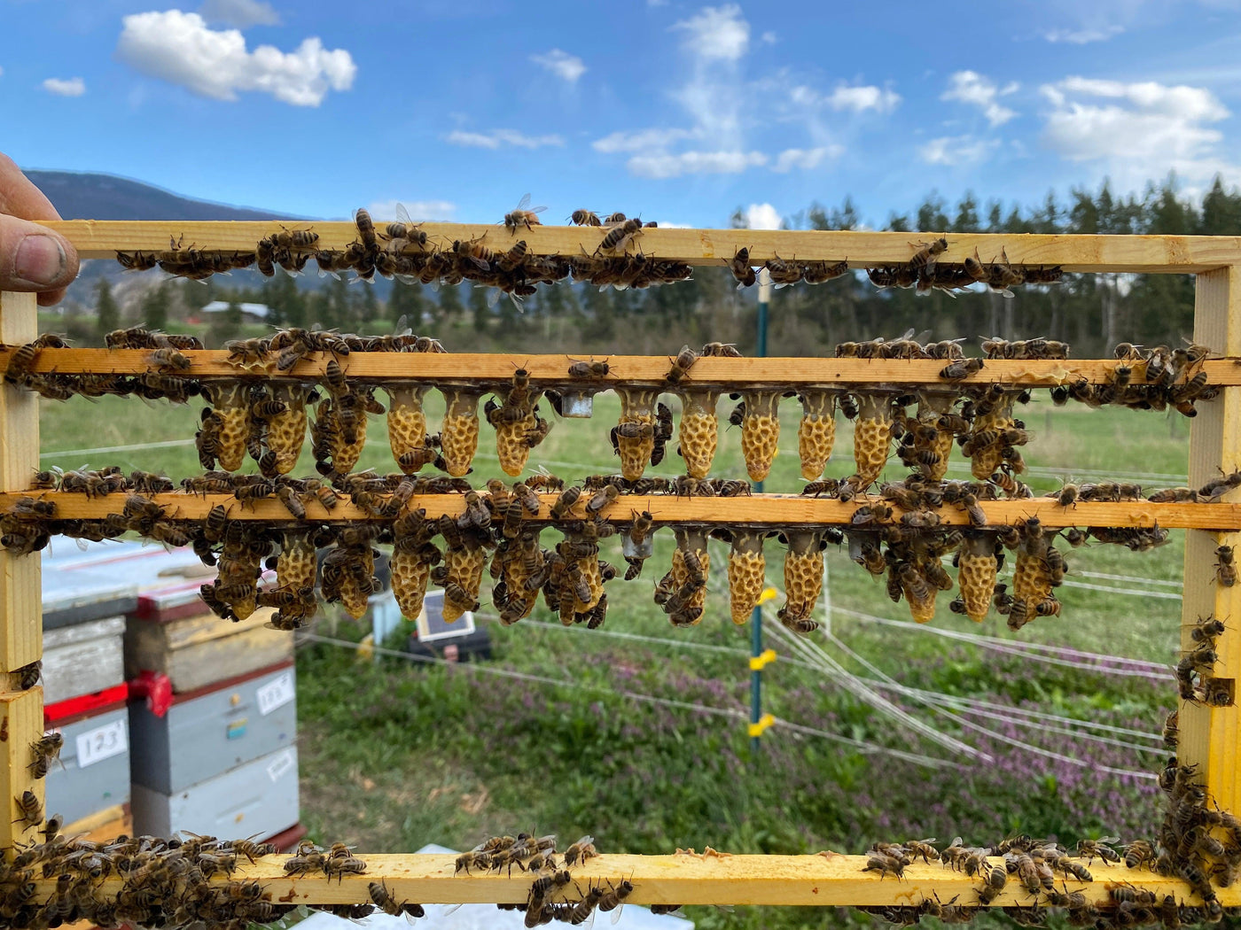 Queens ~ Cells (Priority Wait List 2023) - BeeKind Honey Bees Inc.