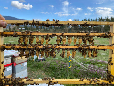Queens ~ Mated - BeeKind Honey Bees Inc.