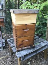 BeeKind ShareHive (Full Share) - BeeKind Honey Bees Shop