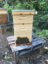 BeeKind ShareHive (Full Share) - BeeKind Honey Bees Shop
