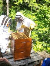 BeeKind ShareHive (Half Share) - BeeKind Honey Bees Shop