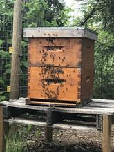 BeeKind ShareHive (Half Share) - BeeKind Honey Bees Shop