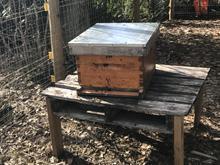 BeeKind ShareHive (Quarter Share) - BeeKind Honey Bees Shop