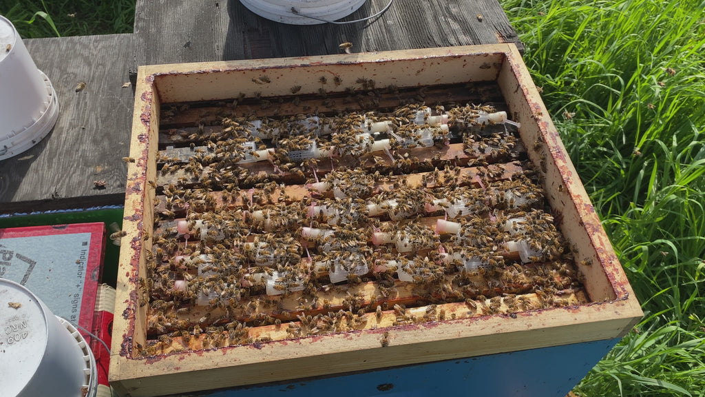 Open Mated Queen Bee - North Devon Queens - Quince Honey Farm